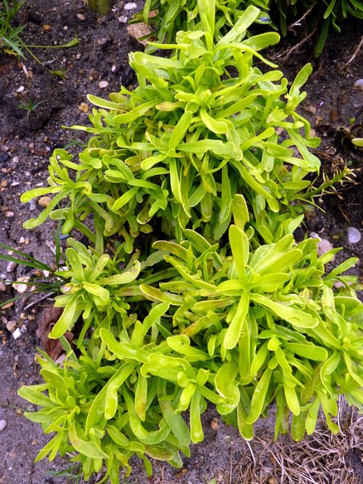 Iberis sempervirens 'Golden Candy' feuille